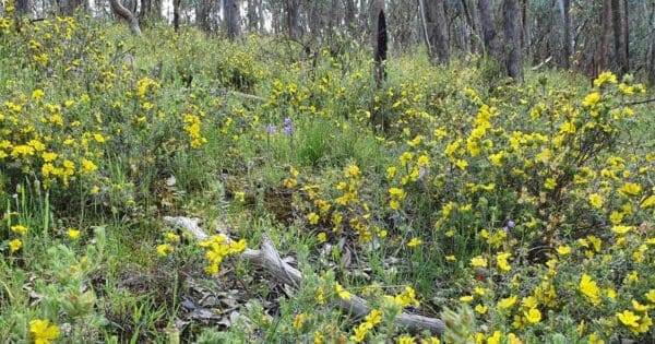 Springtime flower walk