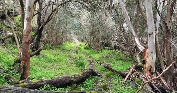 Tatendi - onkaparinga gorge circuit