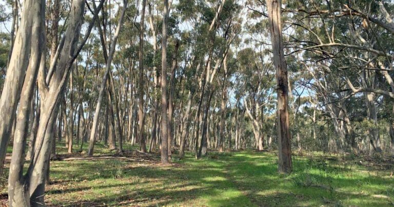 The Pines Kapunda Short Walk The pines kapunda short walk