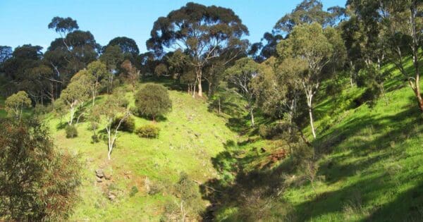 Themeda circuit