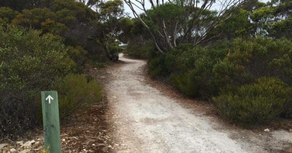 Thomson-Pfitzner Plaster Trail Thomson-pfitzner plaster trail