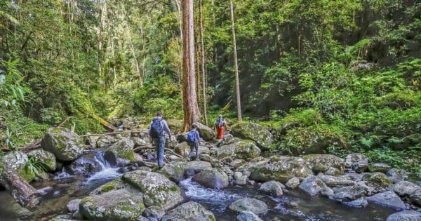 Hikes West canungra creek circuit 600x315
