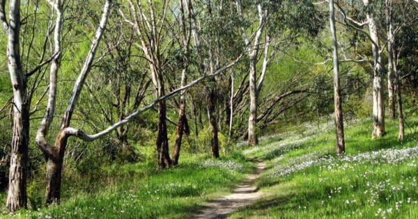 Wirraparinga Trail Loop Wirraparinga trail loop
