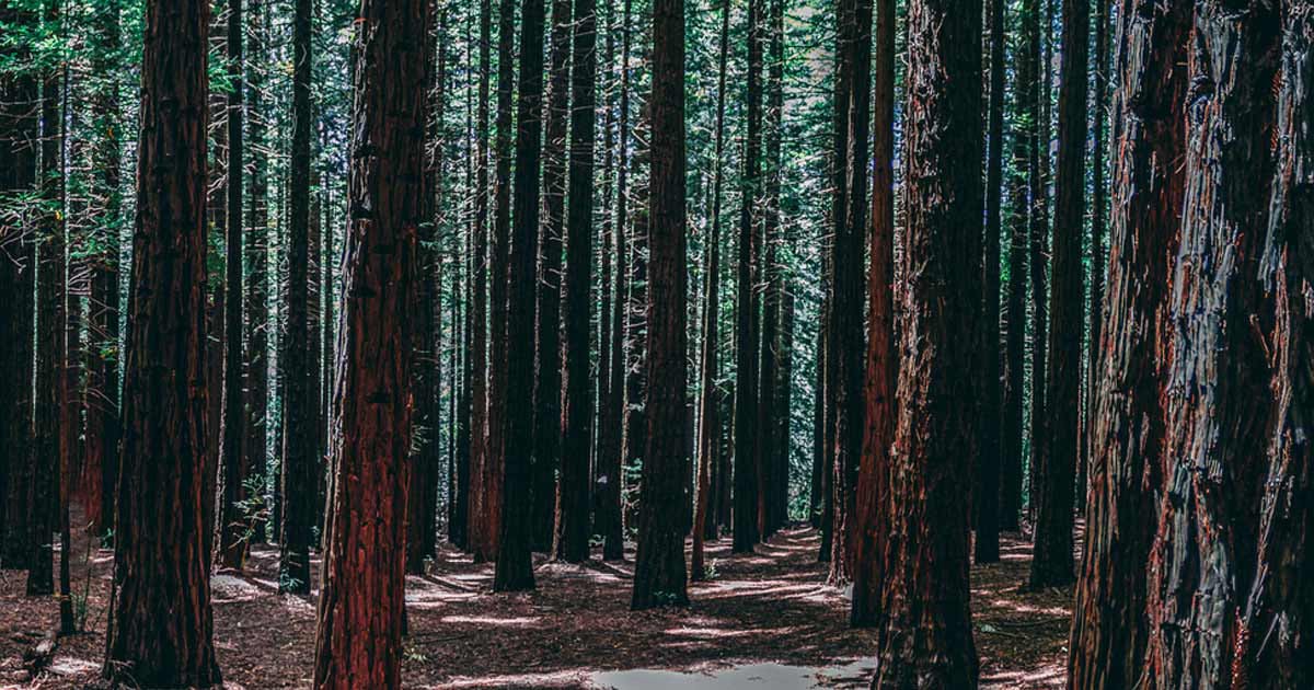 Beyond the redwood curtain