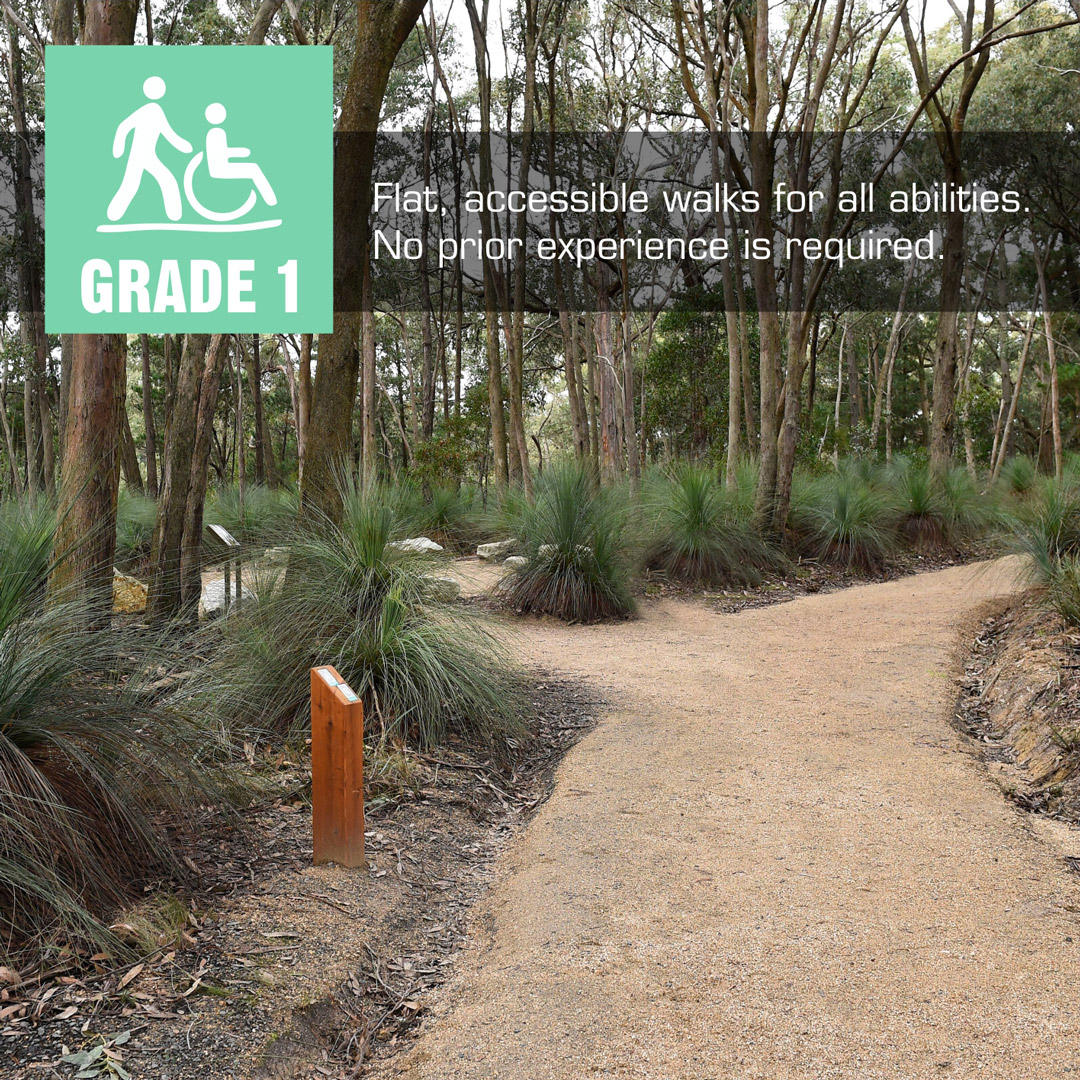 Grade 1: hard surfaced flat walking track through eucalyptus bushland with grass trees, suitable for wheelchair users