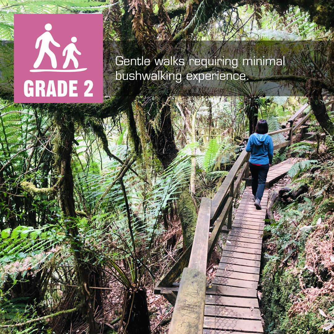 Grade 2: walker on a timber boardwalk through dense rainforest on a grade 2 walking track