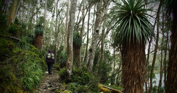 Mount field national park: discover tasmania's allure
