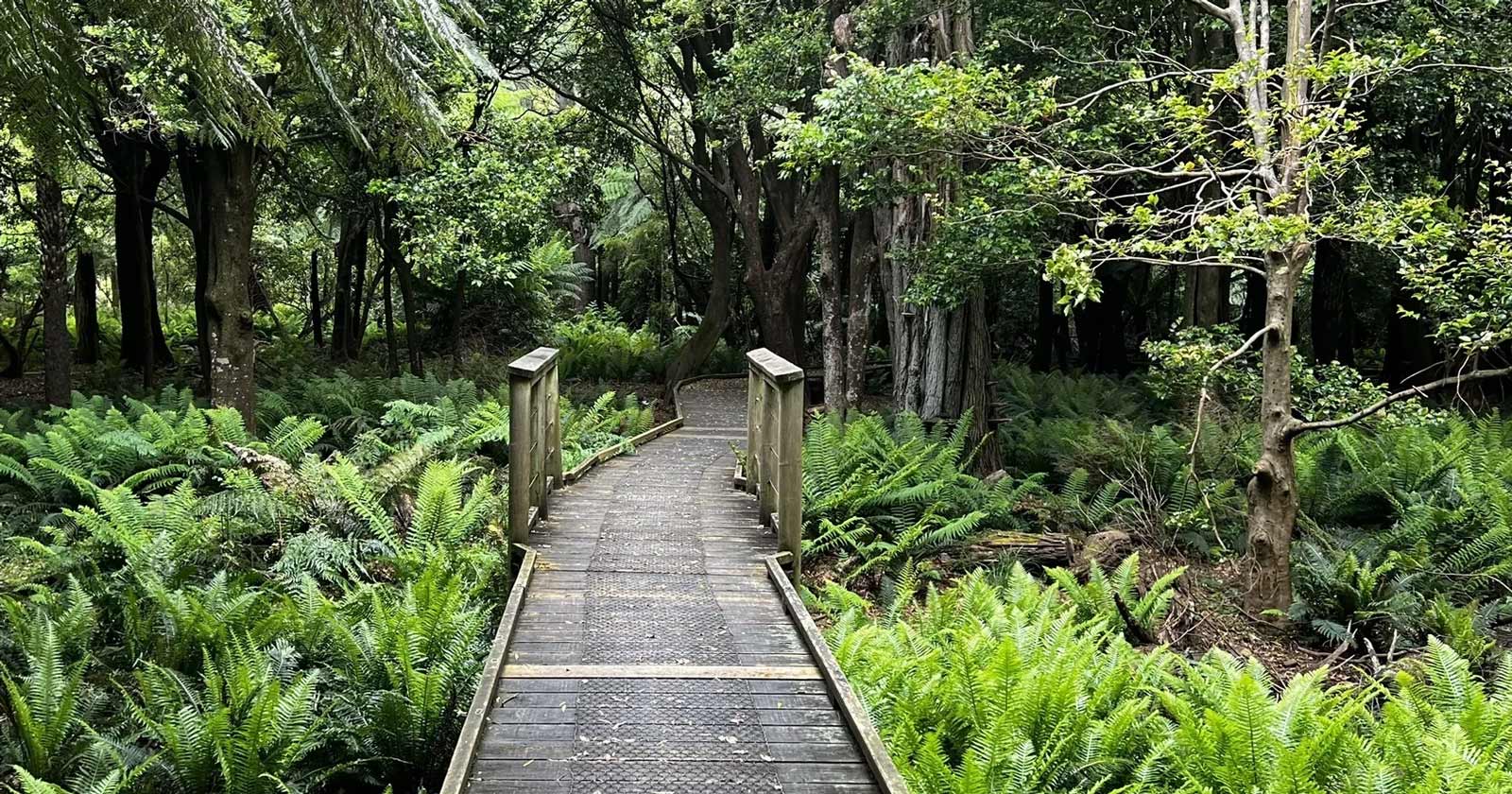 Lilly pilly gully circuit wilsons prom