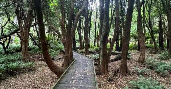 Lilly Pilly Nature Walk Lilly pilly nature walk