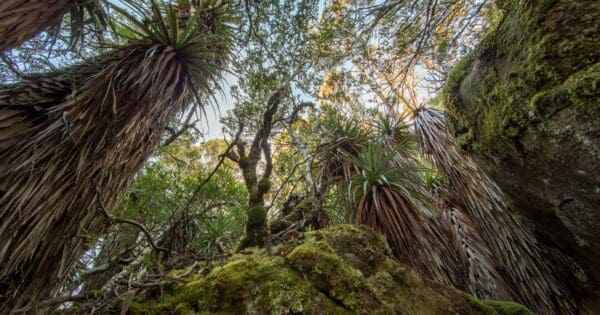 Pandani grove nature walk