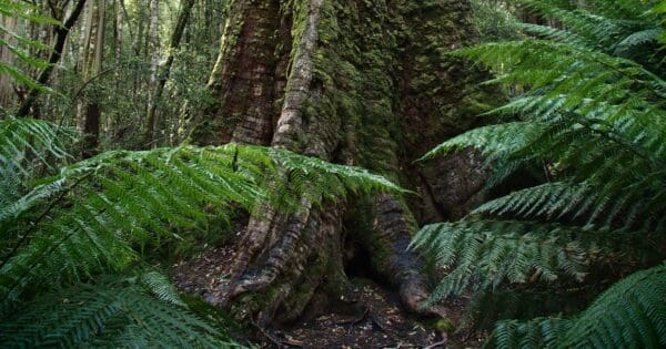 Tall trees walk