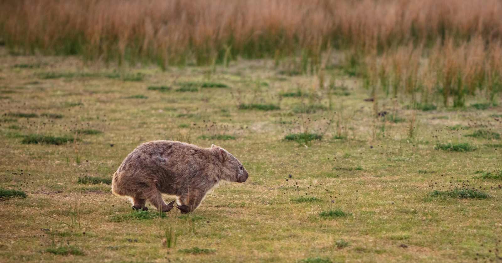 Wildlife spotting