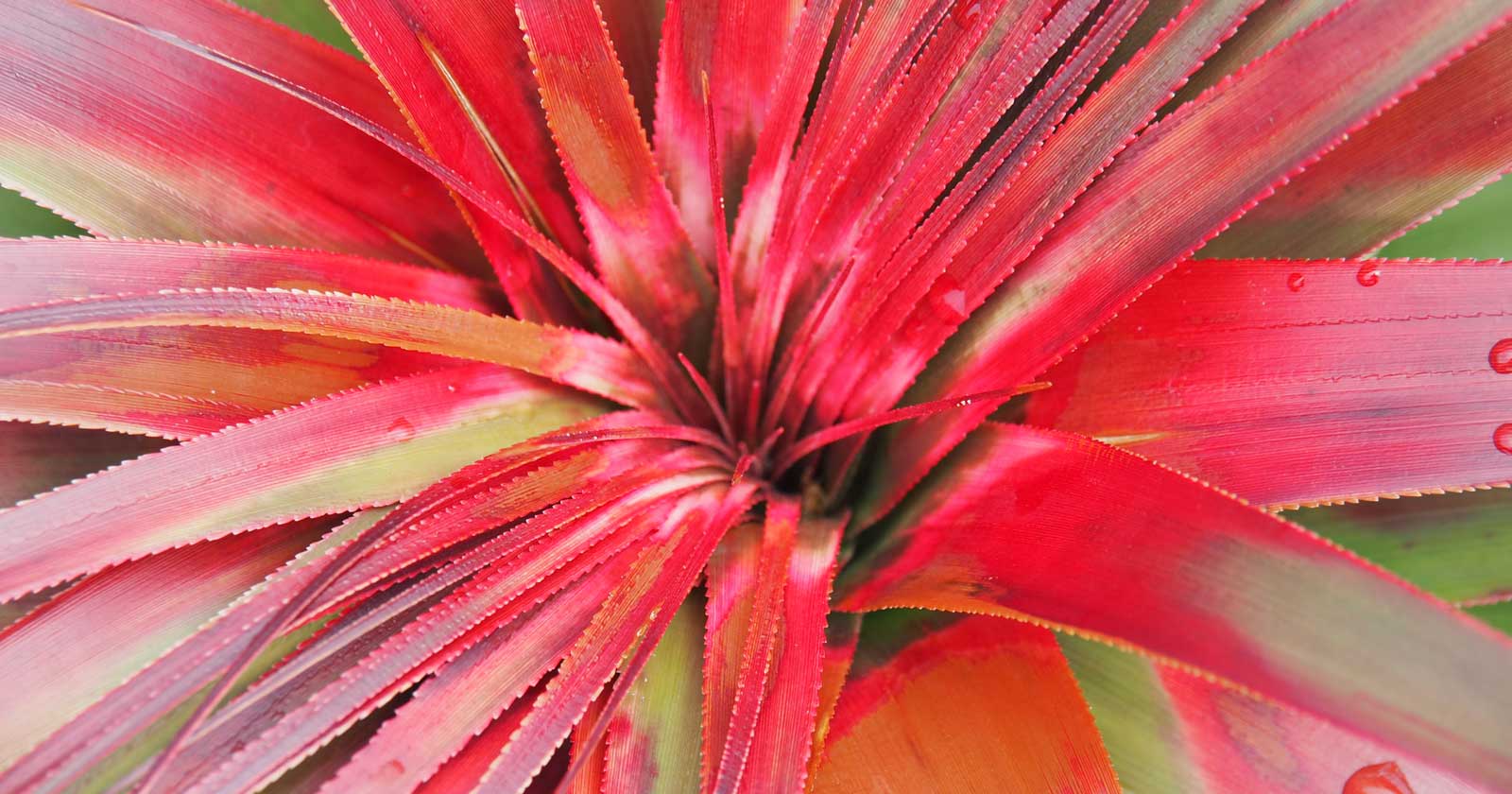 Mount Field National Park: Discover Tasmania's Allure Wide range of tasmania’s unique flora