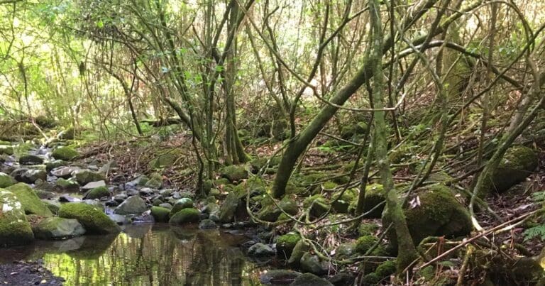 Carrow brook walking track