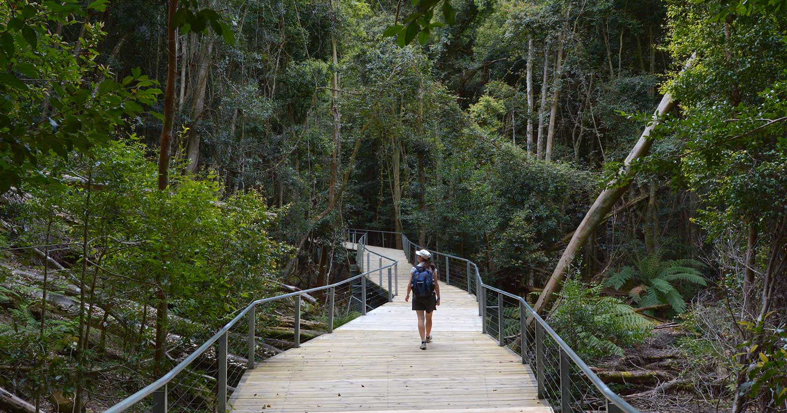 Rainforest of jamison valley, blue mountains nsw