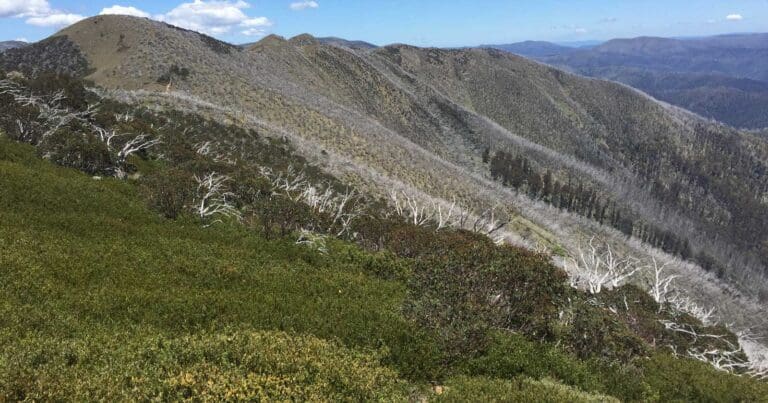 Mount feathertop bon accord and bungalow spurs