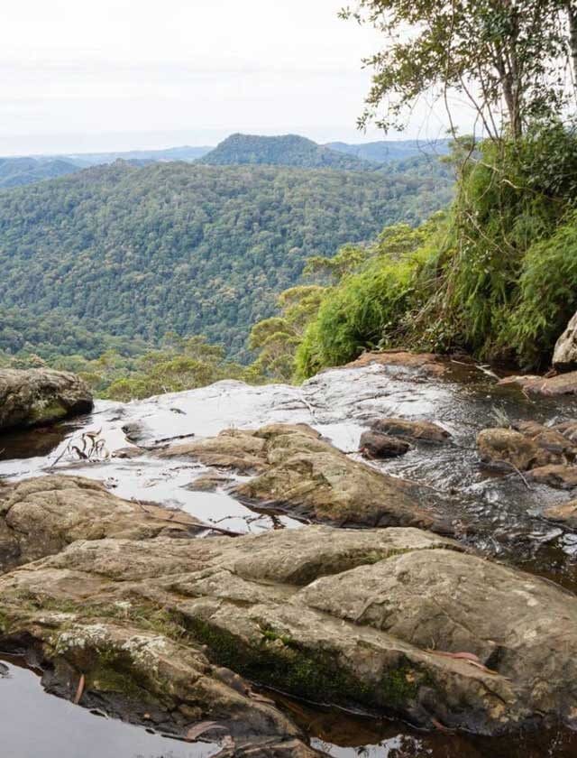 Exploring Springbrook National Park: A Natural Paradise