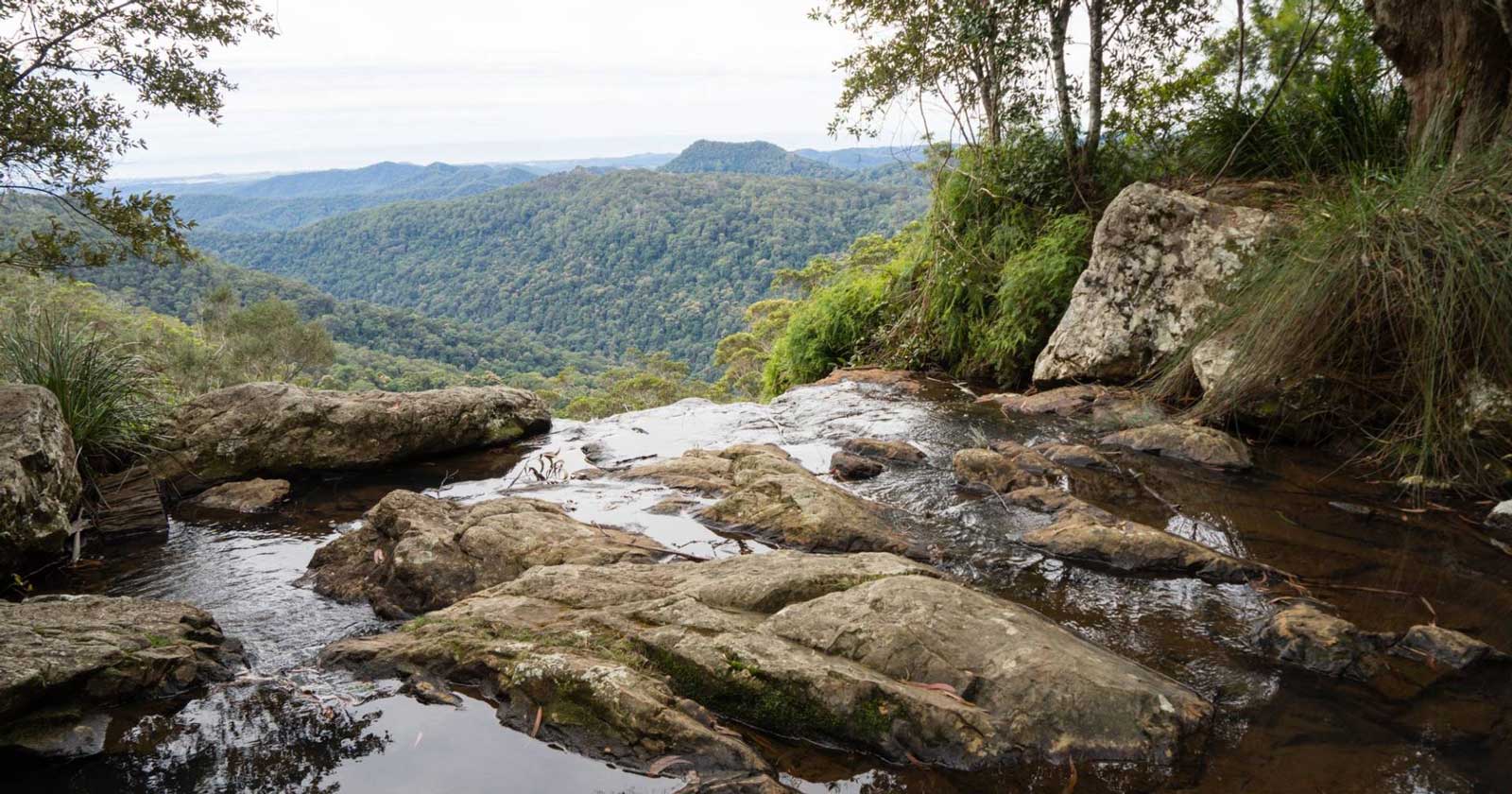 Exploring Springbrook National Park: A Natural Paradise Gold coast hinterland great walk