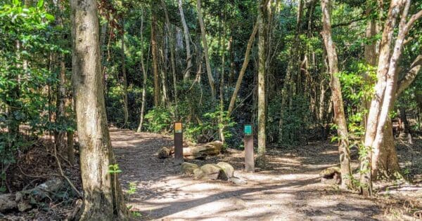 Palm grove walk