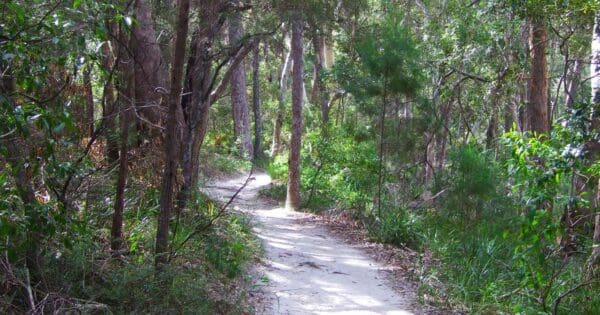 Tanglewood walk