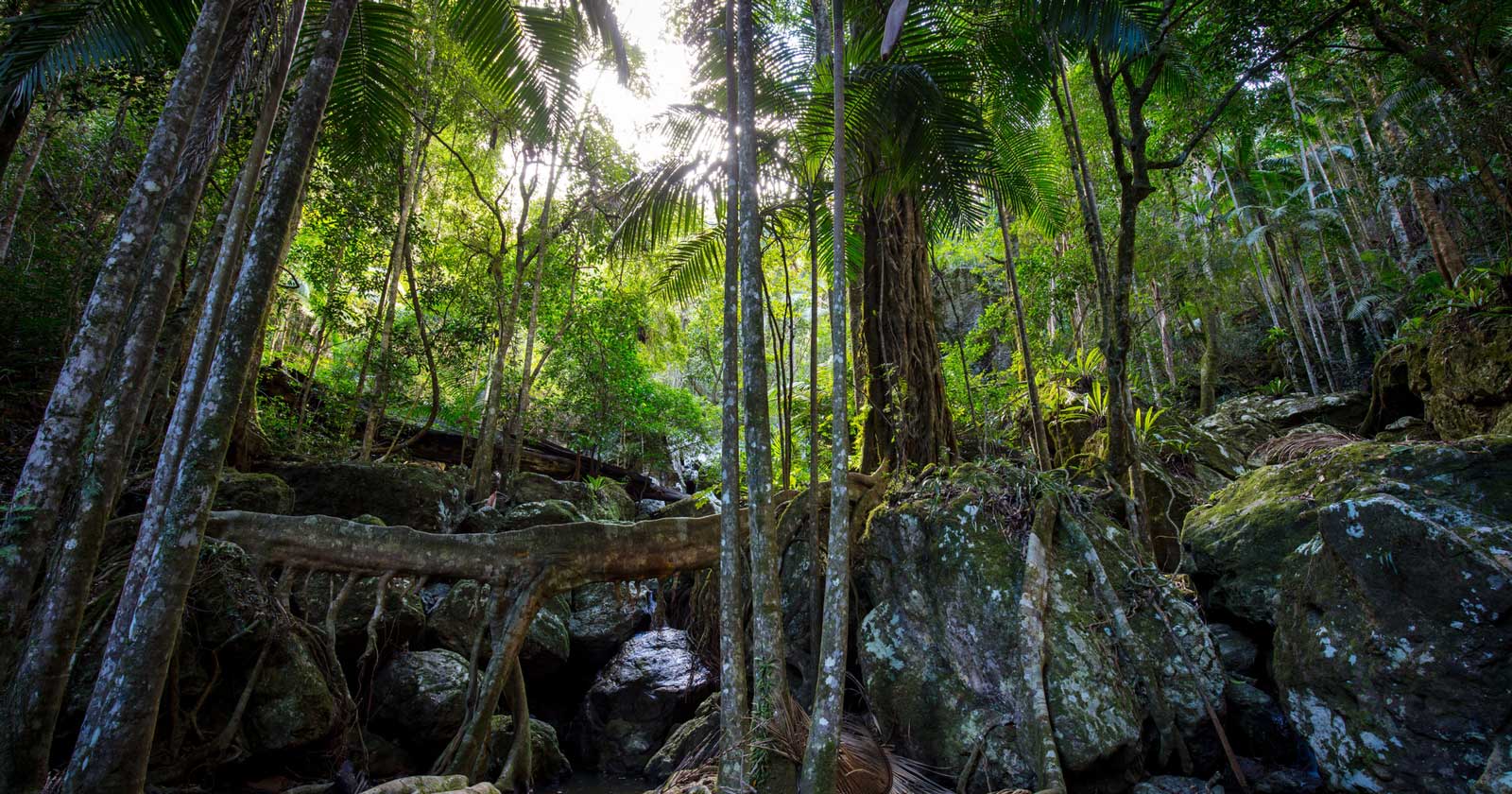 Exploring Springbrook National Park: A Natural Paradise Warringa pool track