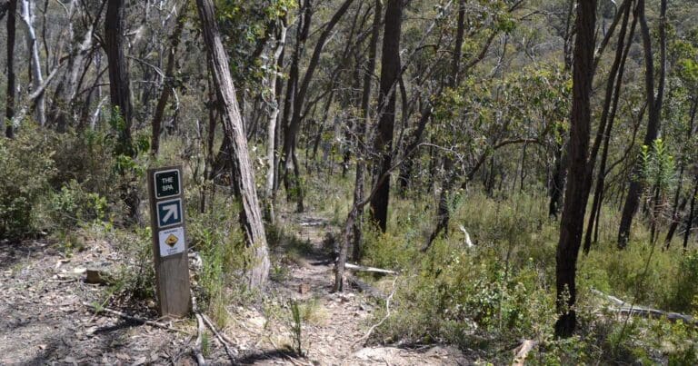 Koetong Creek Walking Track Koetong creek walking track