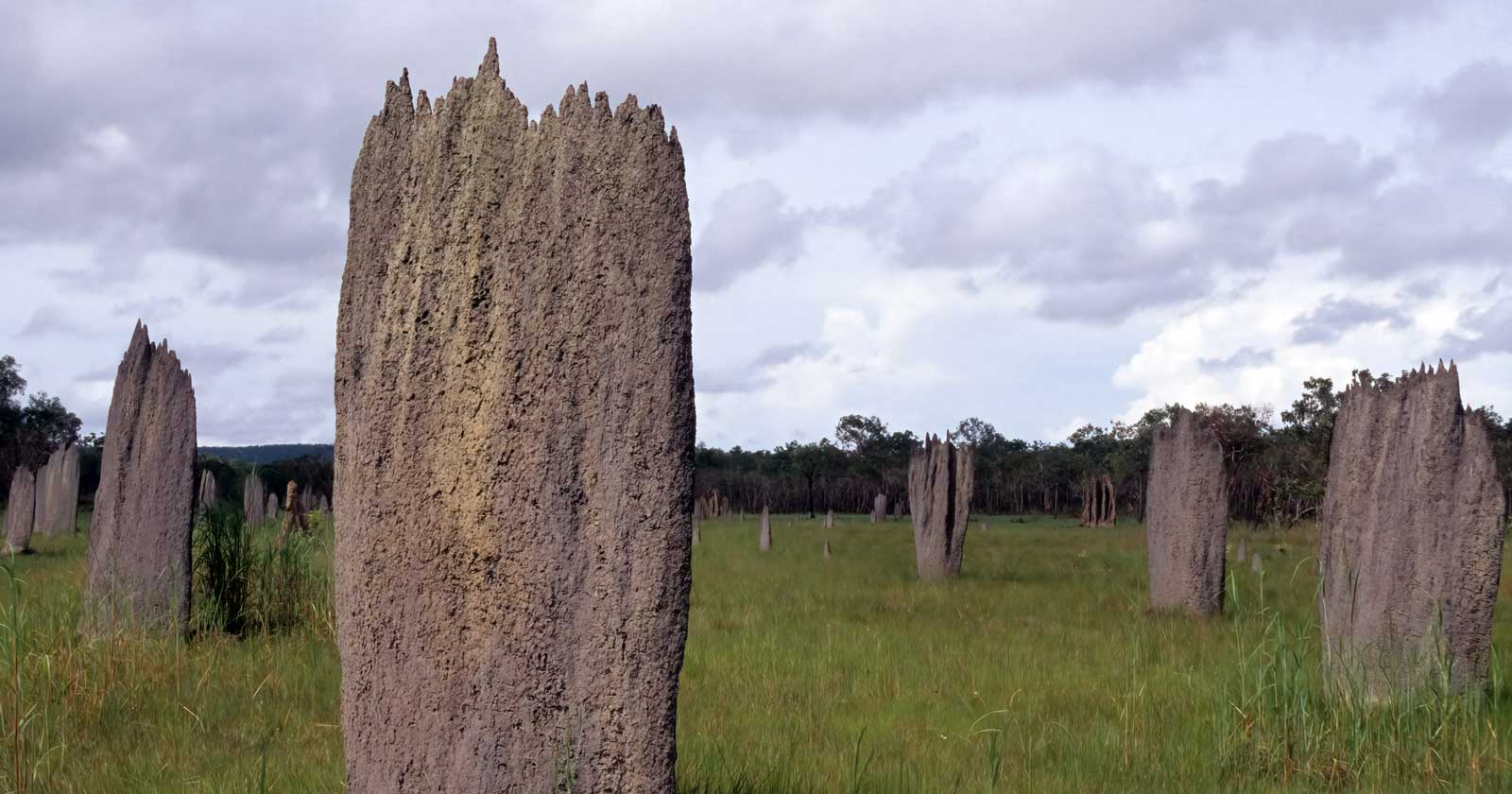 Impressive magnetic termite mounds.