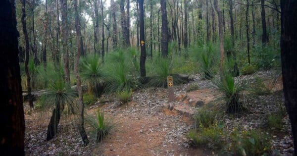 Calamunnda trail to hewett's hill