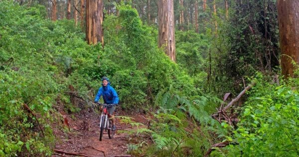 Munda biddi trail