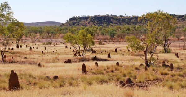 Riversleigh fossil trail