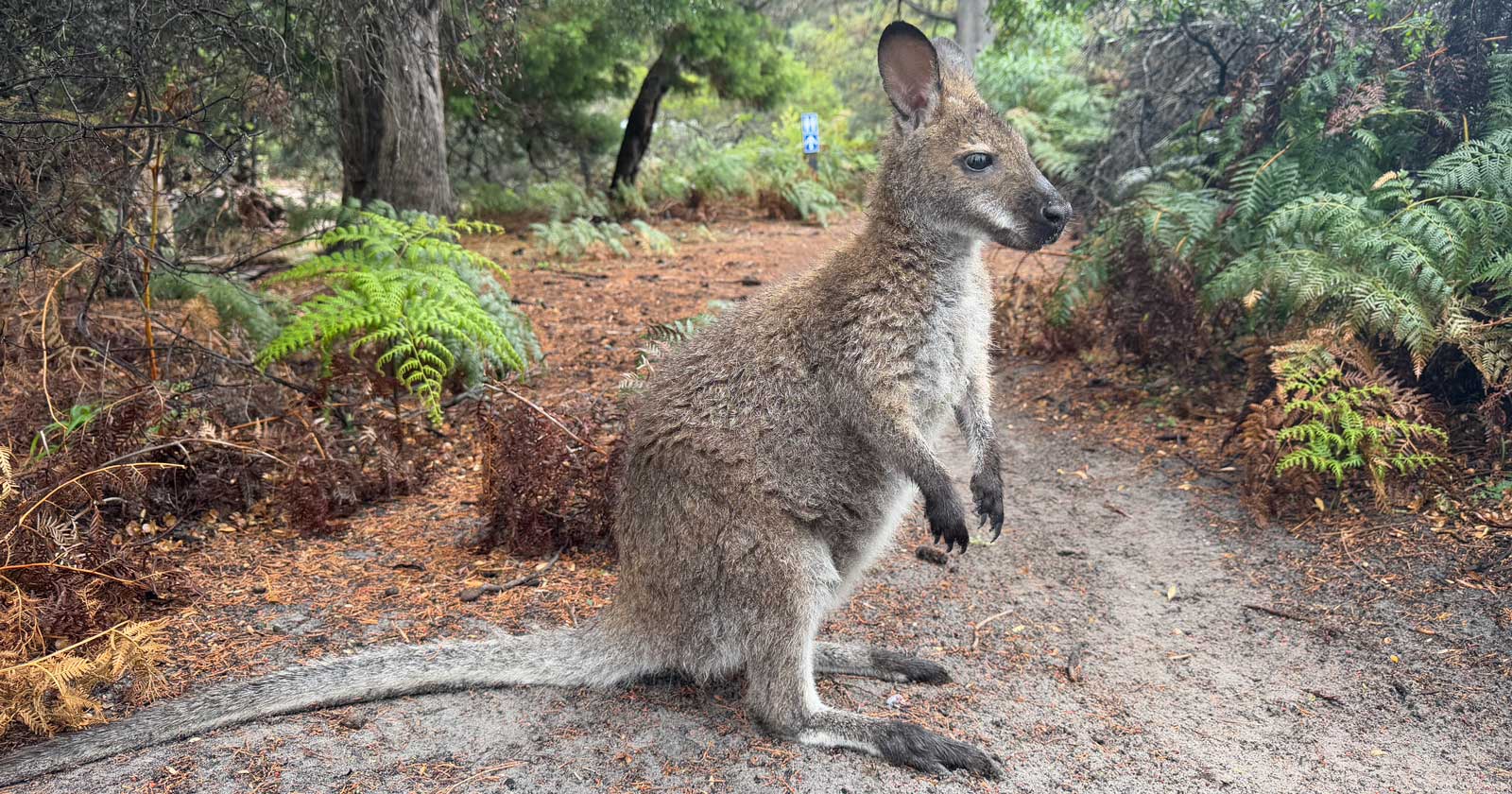Bennett's wallaby (red-necked) in freycinet national park