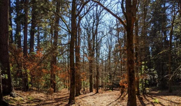 La Gerche Forest Walk La gerche forest walk