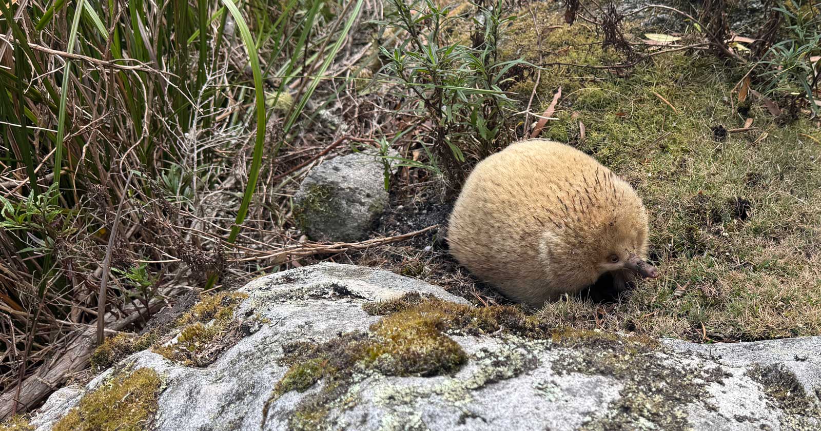 Leucistic (white) echidna in the wild.