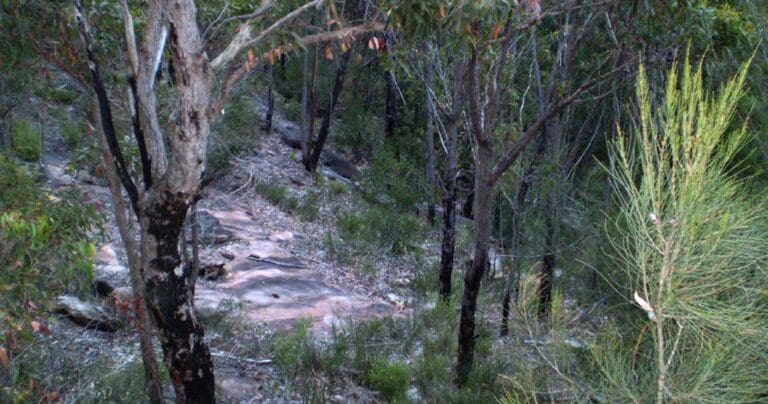 Heathcote to audley hike