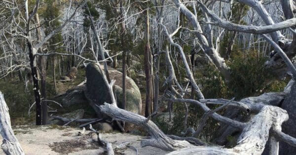 Mount Buffalo Wilhelmina Spur Mount buffalo wilhelmina spur