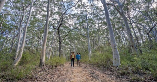 2 bushwalkers walking underneath towering trees on Rayners walking track in Mount Jerusalem National Park 2 bushwalkers walking underneath towering trees on rayners walking track in mount jerusalem national park