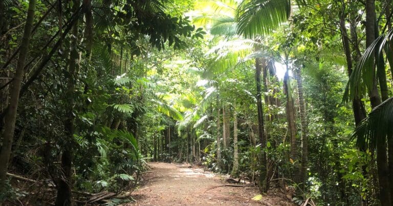 A path through a forest