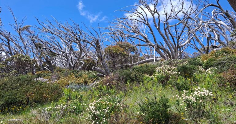 Walks and hikes near melbourne