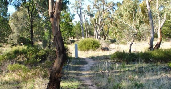 The Wail Trail The wail trail