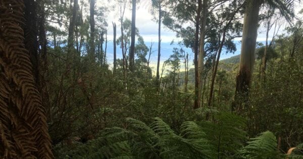 Warburton to mt donna buang - mt victoria hike