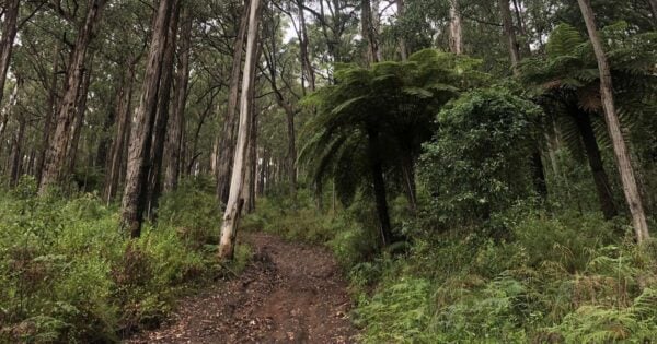 Backstairs Track - Little Joe Loop - Tramway Hike Backstairs track - little joe loop - tramway hike
