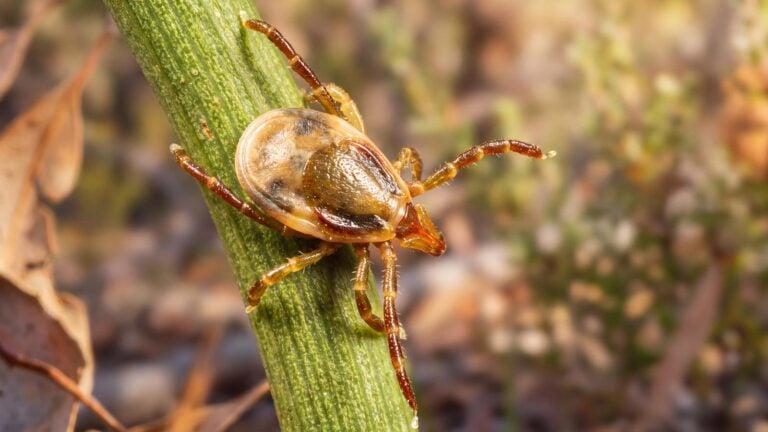 Ticks in australia: what hikers need to know about the paralysis tick