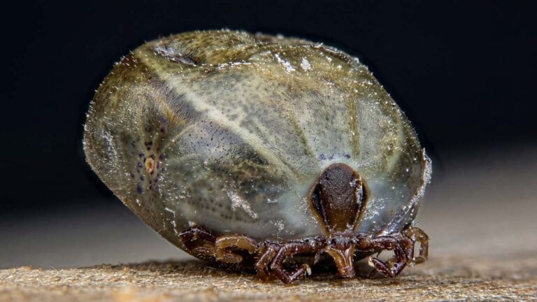 Ticks in australia: what hikers need to know about the paralysis tick