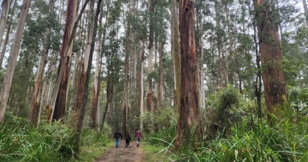 Eastern sherbrooke forest walk (6. 6km)