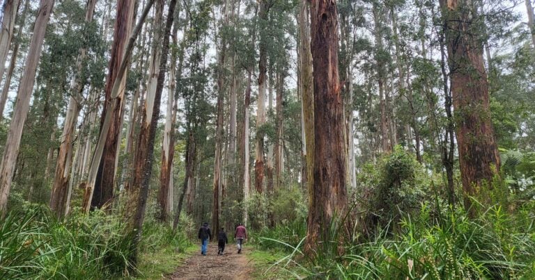 Walks and hikes near melbourne