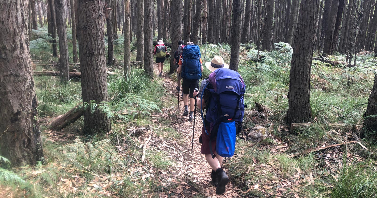 Hiking together through dense forest
