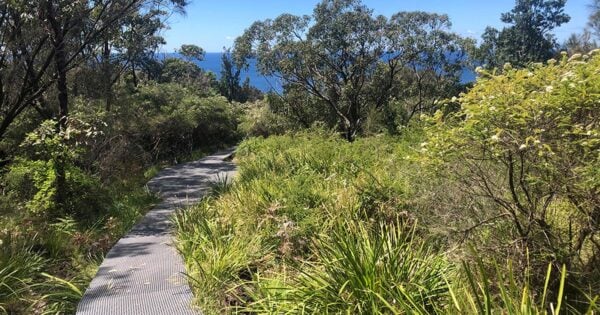 Palm Jungle Loop Track Palm jungle loop track