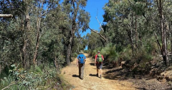 Mount everard circuit - kinglake hike