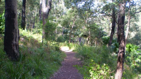 The Forest Way Track The forest way track