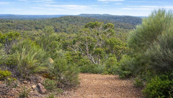 Wises Track Royal National Park Wises track royal national park